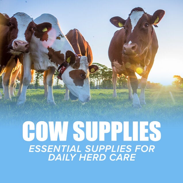 Cow Supplies: Essential Supplies for Daily Herd Care